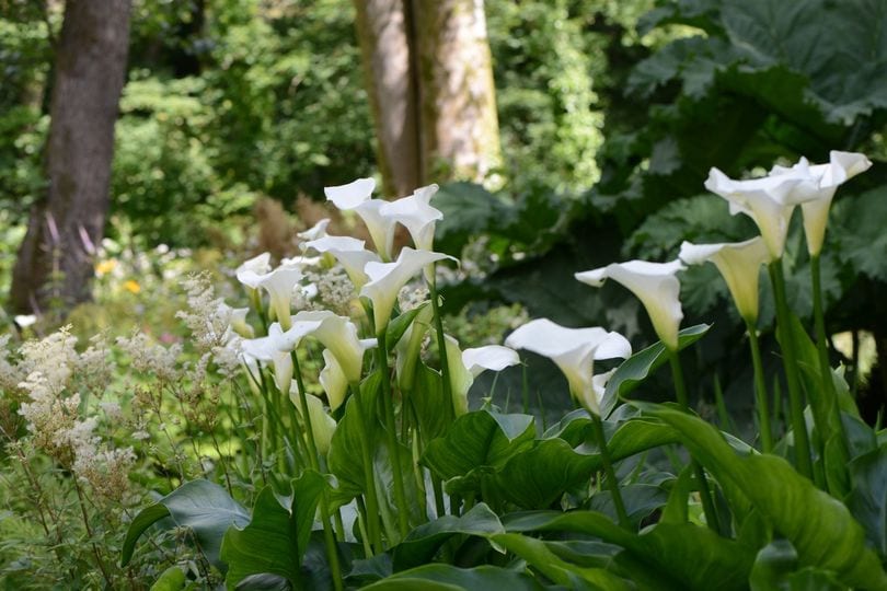 Aberglasney Gardens wedding venue in carmarthen
