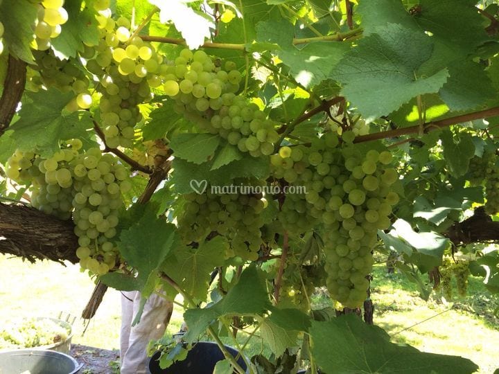 Agriturismo Richeton wedding venue in Gaiarine