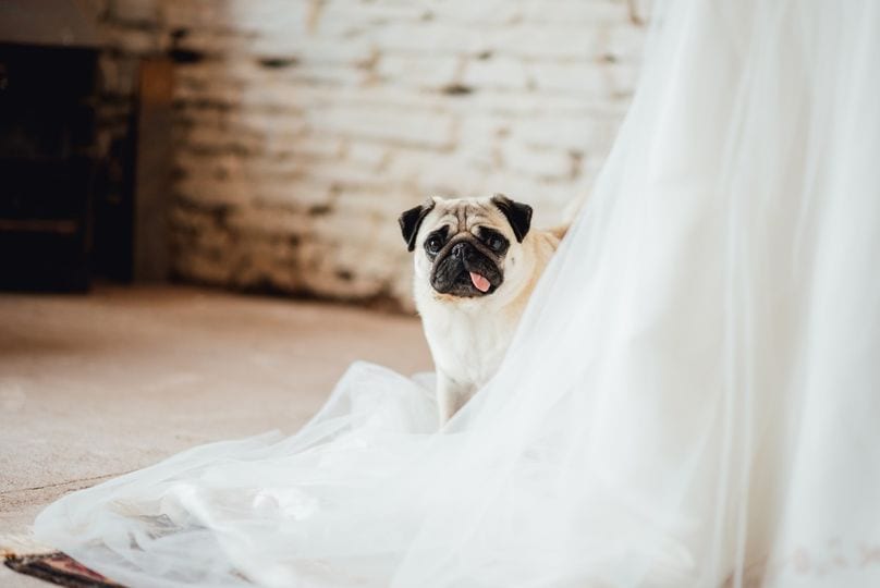 The Mule Shed wedding venue in Hereford